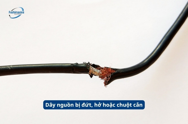 Dây nguồn đứt do chuột cắn
